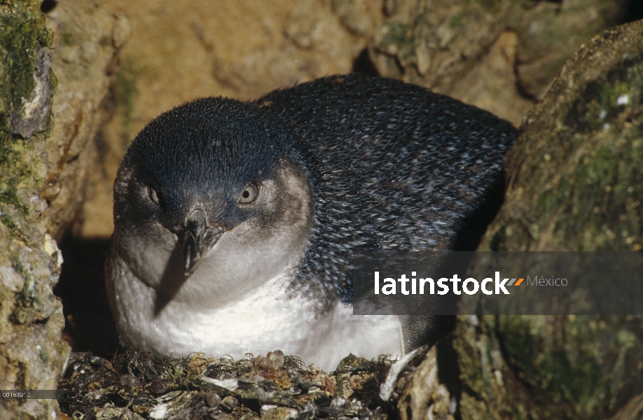 Pequeño pingüino azul (Eudyptula minor) en el nido en una grieta entre las rocas en lugar de una mad