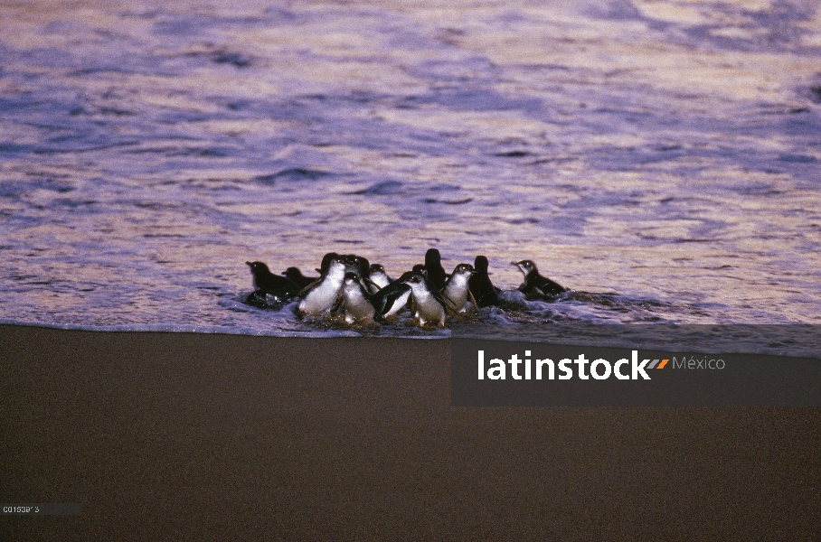 Pequeño grupo de pingüino azul (Eudyptula minor), que viene en tierra al anochecer después de la caz