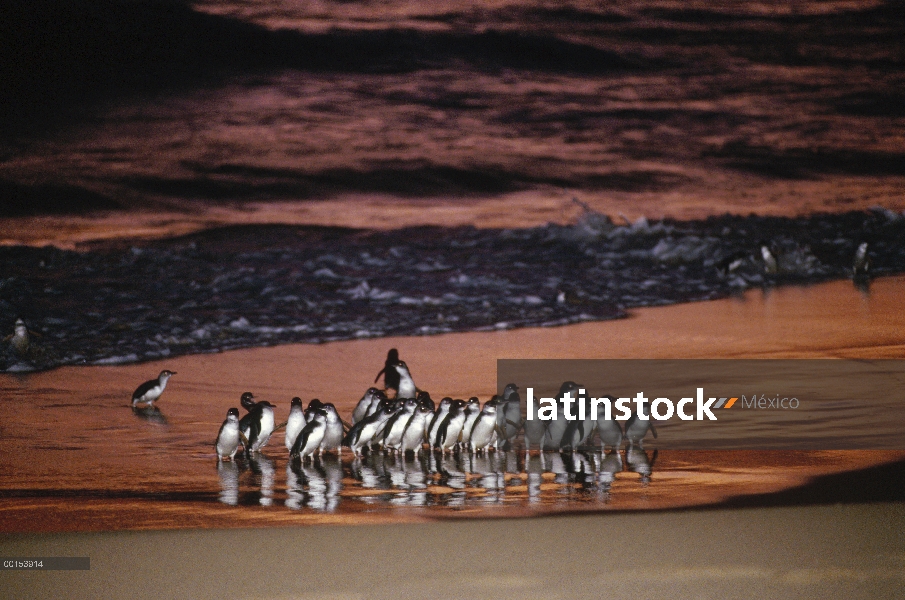 Pequeño grupo de pingüino azul (Eudyptula minor), que viene en tierra al anochecer después de la caz