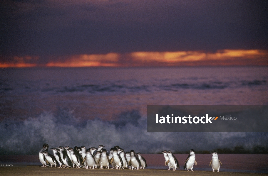 Pequeño grupo de pingüino azul (Eudyptula minor), que viene en tierra al anochecer después de la caz