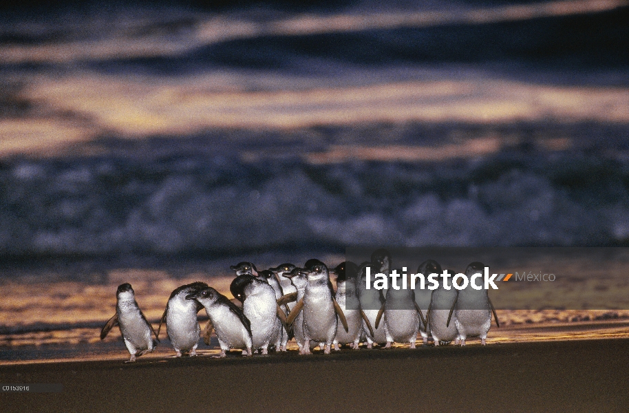 Pequeño grupo de pingüino azul (Eudyptula minor), que viene en tierra al anochecer después de la caz