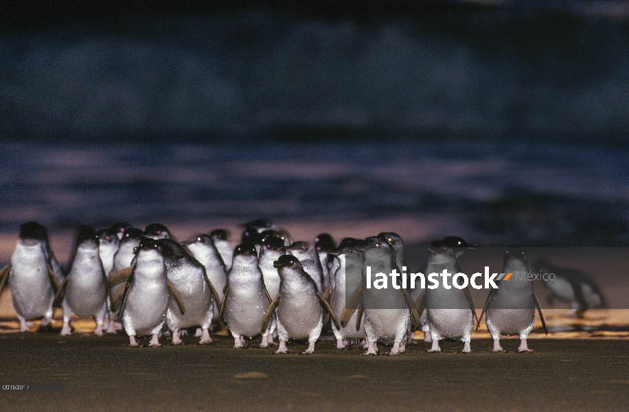 Pequeño grupo de pingüino azul (Eudyptula minor), que viene en tierra al anochecer después de la caz