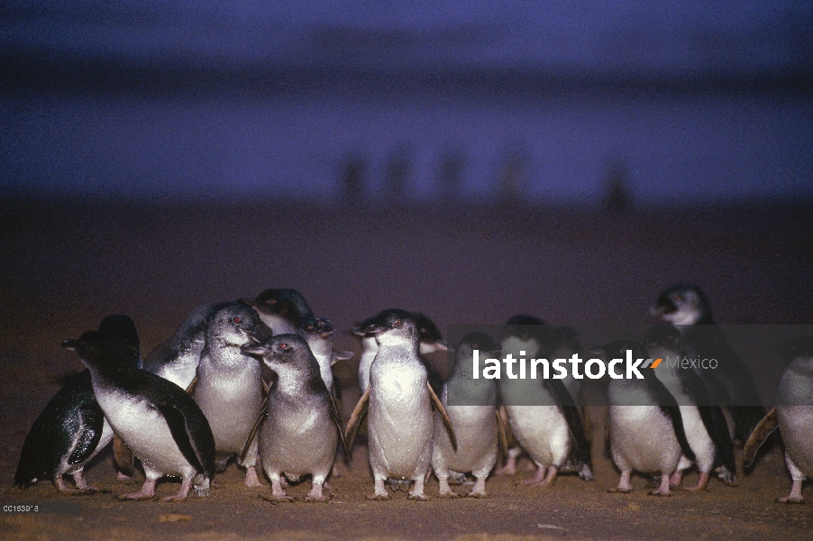 Pequeño grupo de pingüino azul (Eudyptula minor), que viene en tierra al anochecer después de la caz