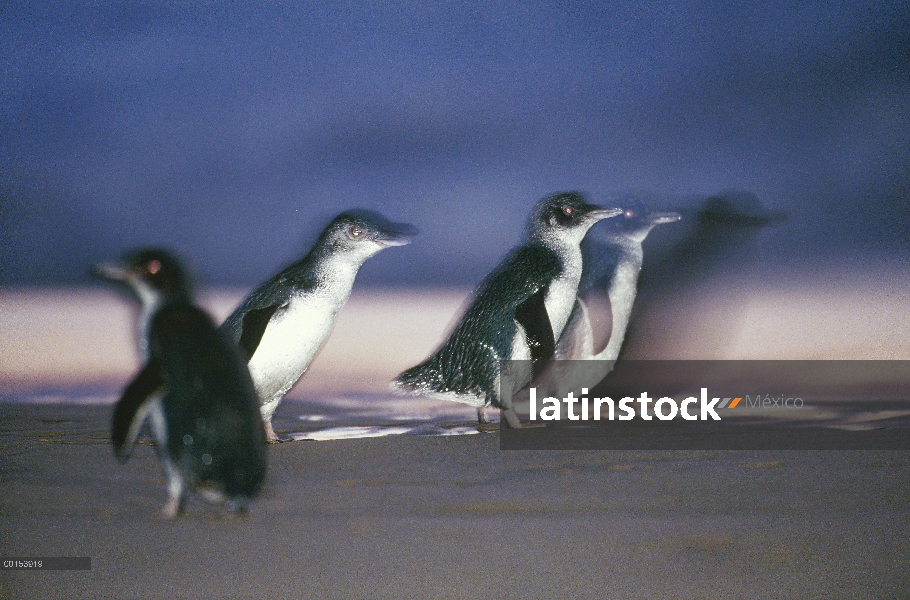 Pequeño grupo de pingüino azul (Eudyptula minor), que viene en tierra al anochecer después de la caz