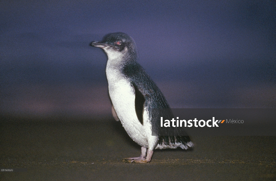 Pequeño pingüino azul (Eudyptula minor) en tierra al anochecer después de la caza, Port Campbell, Vi