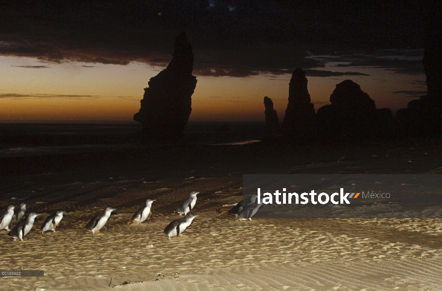 Pequeño pingüino azul (Eudyptula minor), también conocido como pingüino de hadas, grupo marchando po