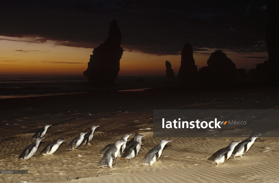 Pequeño grupo de pingüino azul (Eudyptula minor), marchando por la playa a su madriguera después de 