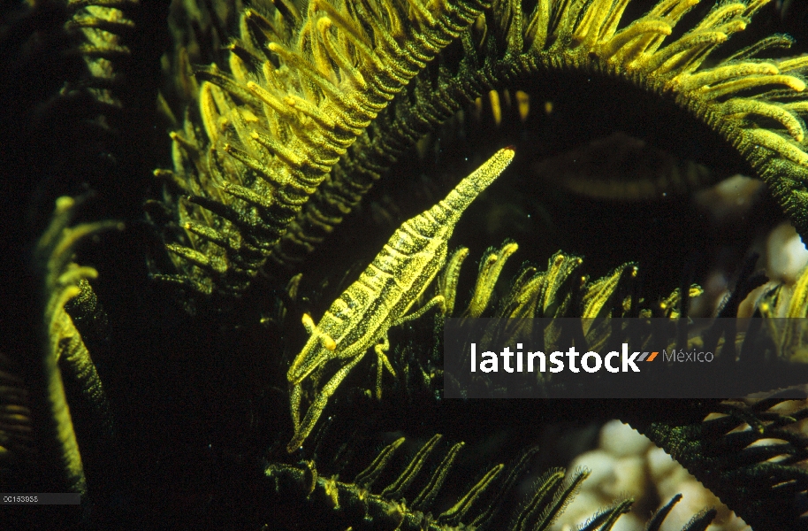 Camarón de Ambon (Periclimenes amboinensis) con coloración similar a la de su anfitrión, gran barrer