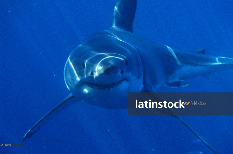 Retrato submarino tiburón blanco (Carcharodon carcharias), vista frontal, Islas de Neptuno, Australi