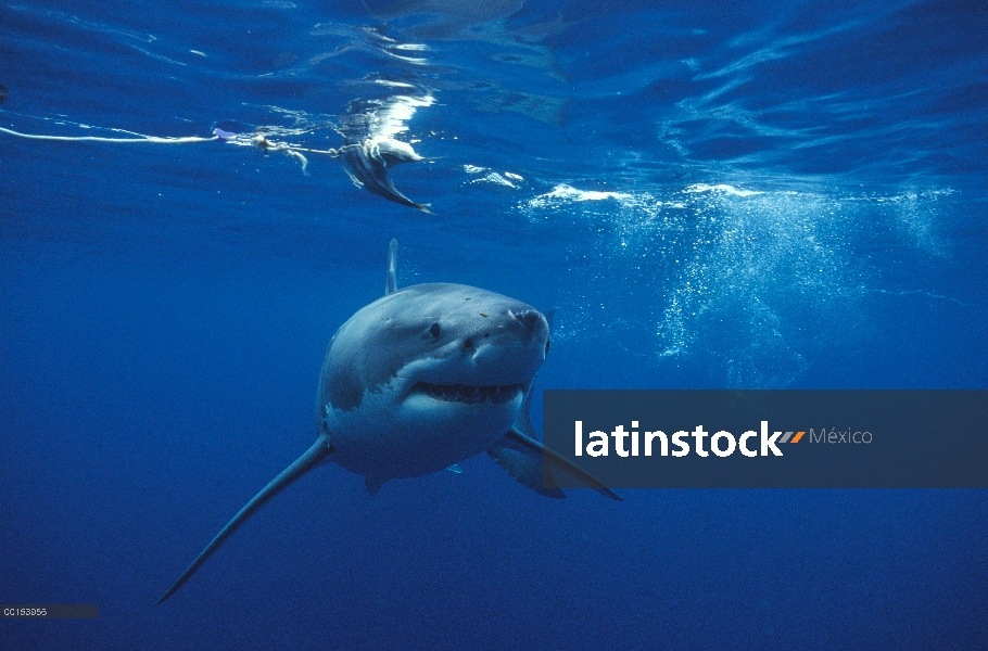 Gran tiburón blanco (Carcharodon carcharias) acercarse a cámaras, Islas de Neptuno, Australia del su