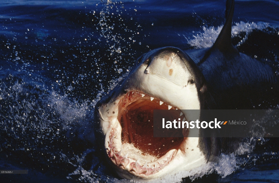 Gran tiburón blanco (Carcharodon carcharias) ataca con la boca abierta como lanza desde el agua, las