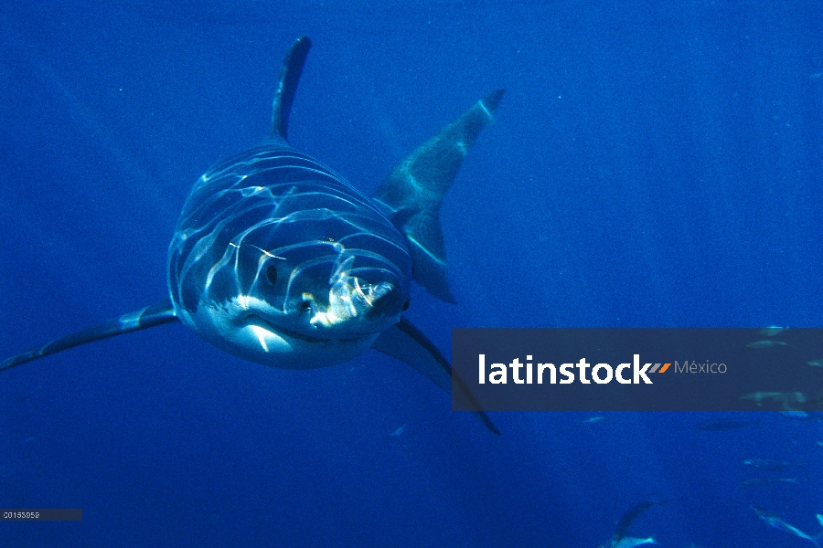 Retrato subacuático de gran tiburón blanco (Carcharodon carcharias), vista frontal, Neptuno islas, A