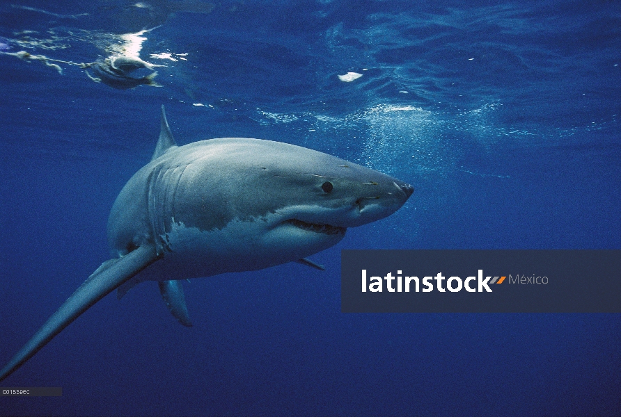 Gran tiburón blanco (Carcharodon carcharias), Islas de Neptuno, Australia