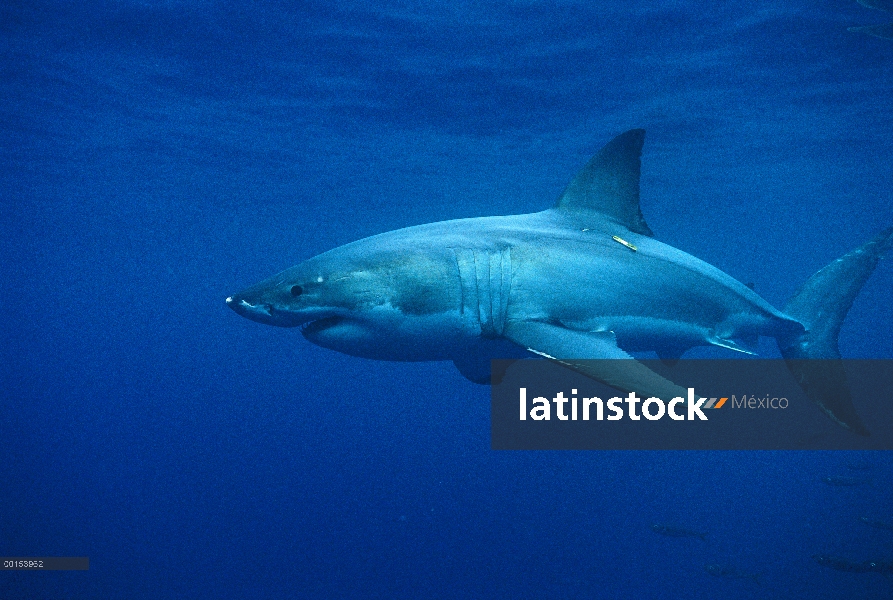 Gran tiburón blanco (Carcharodon carcharias), Islas de Neptuno, Australia