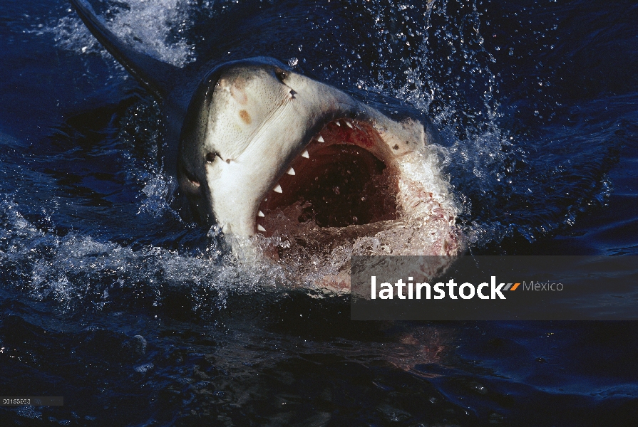 Gran tiburón blanco (Carcharodon carcharias) llamativo, Neptuno islas, España