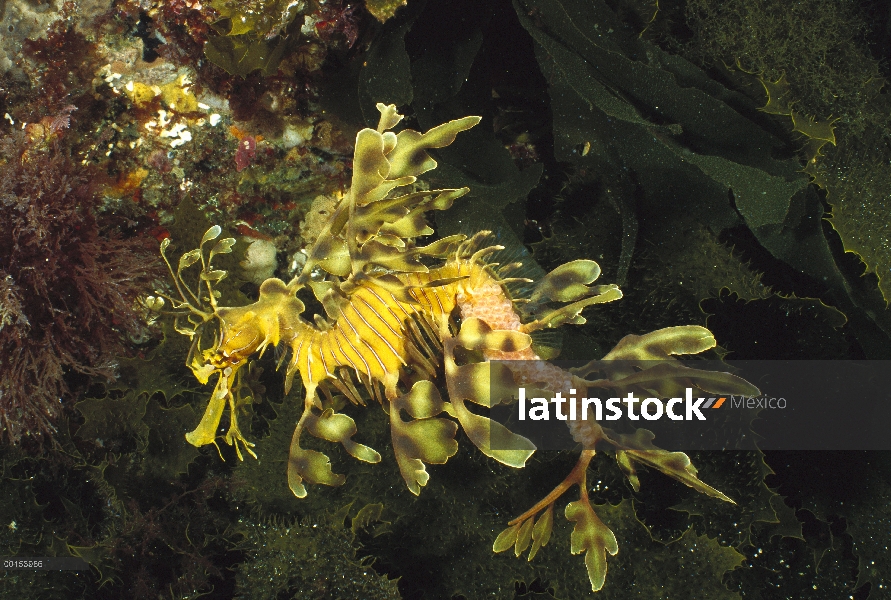 Hombre de dragón (Phycodurus eques) Emboar mar llevando huevos que una hembra ha depositado hace poc