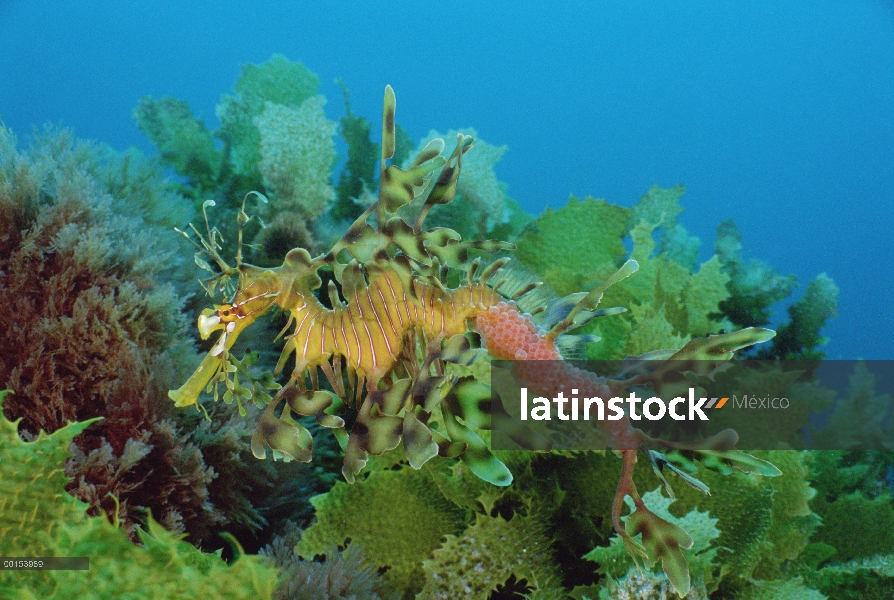 Hombre de dragón (Phycodurus eques) Emboar mar llevando huevos que una hembra ha depositado hace poc