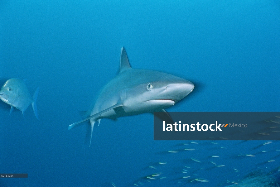 Retrato de plata-tip Shark (Carcharhinus albimarginatus), Isla del coco, Costa Rica