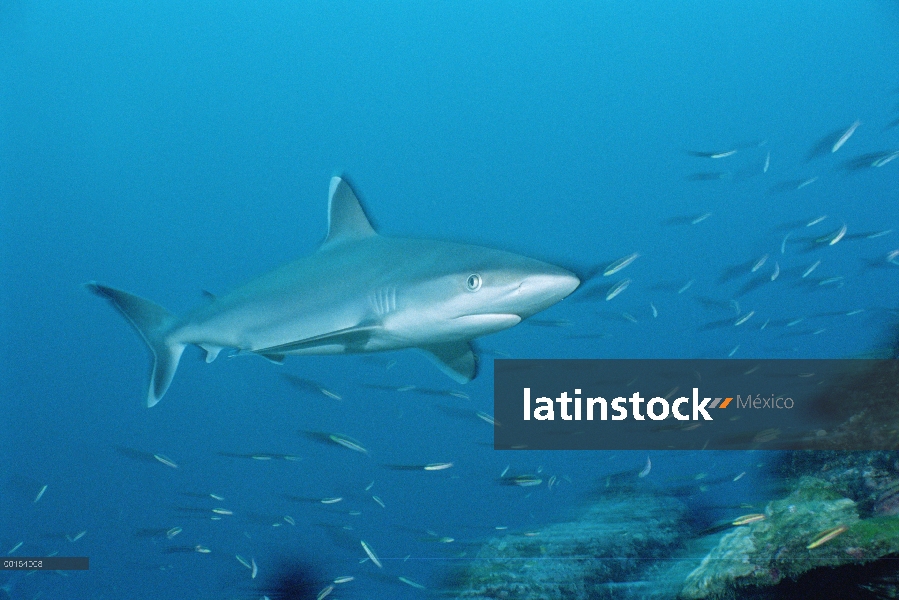 Retrato de plata-tip Shark (Carcharhinus albimarginatus), Isla del coco, Costa Rica