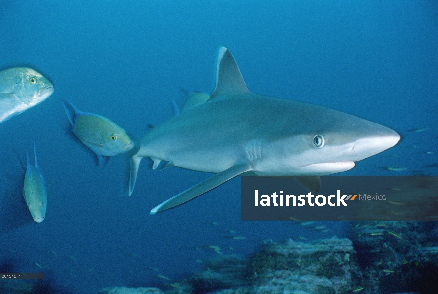 Retrato de plata-tip Shark (Carcharhinus albimarginatus), Isla del coco, Costa Rica