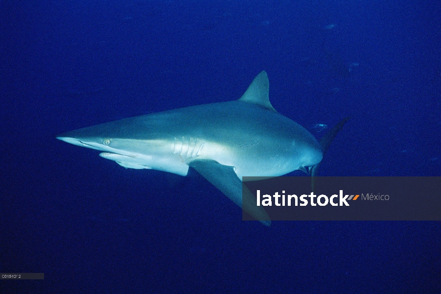 Tiburón sedoso (Carcharhinus falciformis) con remora, Isla del coco, Costa Rica