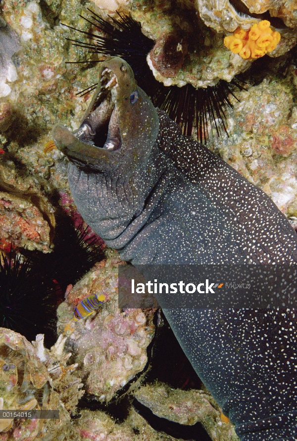 Moteado fino anguila morena (Gymnothorax dovii) cerca retrato, Isla Malpelo, Colombia