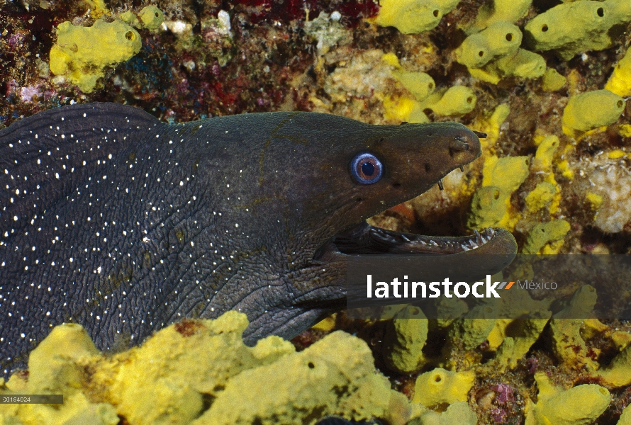 Bellas manchas la anguila morena (Gymnothorax dovii) entre coral, las Islas Galápagos, Ecuador