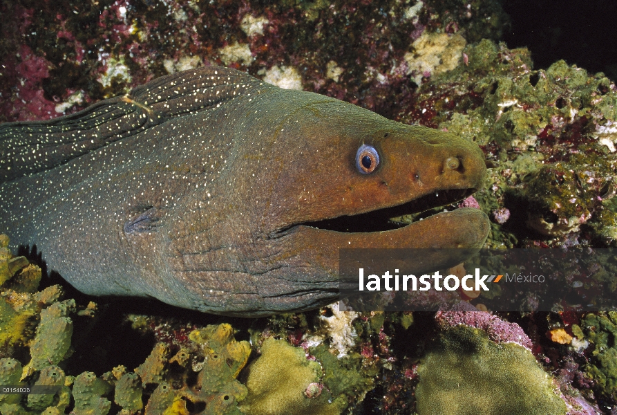 Bellas manchas la anguila morena (Gymnothorax dovii) en medio de coral, las Islas Galápagos, Ecuador
