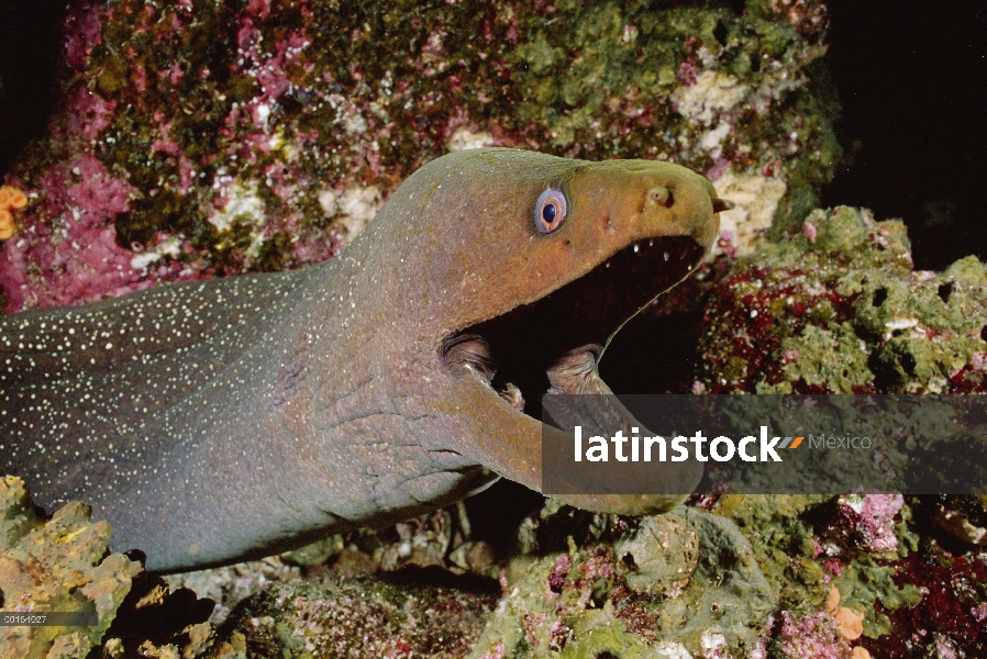 Bellas manchas morenas anguila (Gymnothorax dovii) con la boca abierta, Islas Galápagos, Ecuador