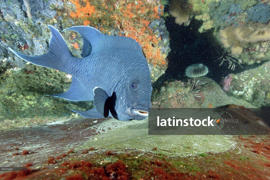 Gigante hombre de Damisela (Microspathodon dorsalis) guardar huevos puso en una repisa de roca las I