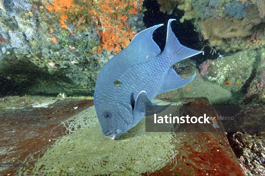 Gigante hombre de Damisela (Microspathodon dorsalis) guardar huevos puso en una repisa de roca las I