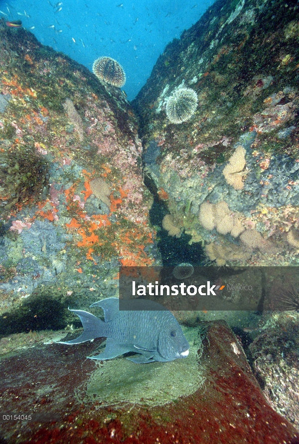 Gigante hombre de Damisela (Microspathodon dorsalis) guardar huevos puso en una repisa de roca las I