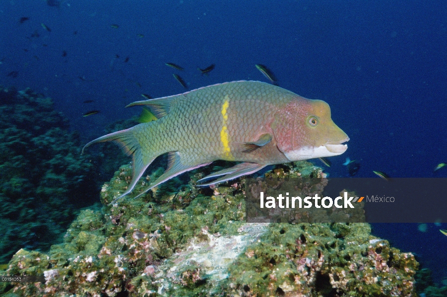 Hogfish Streamer (Bodianus diplotaenia) un hombre supermachos o terminal, Islas Galápagos, Ecuador