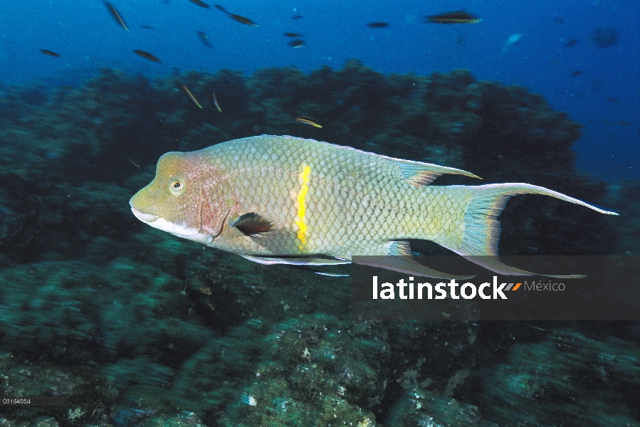 Hogfish Streamer (Bodianus diplotaenia) un hombre supermachos o terminal, Islas Galápagos, Ecuador