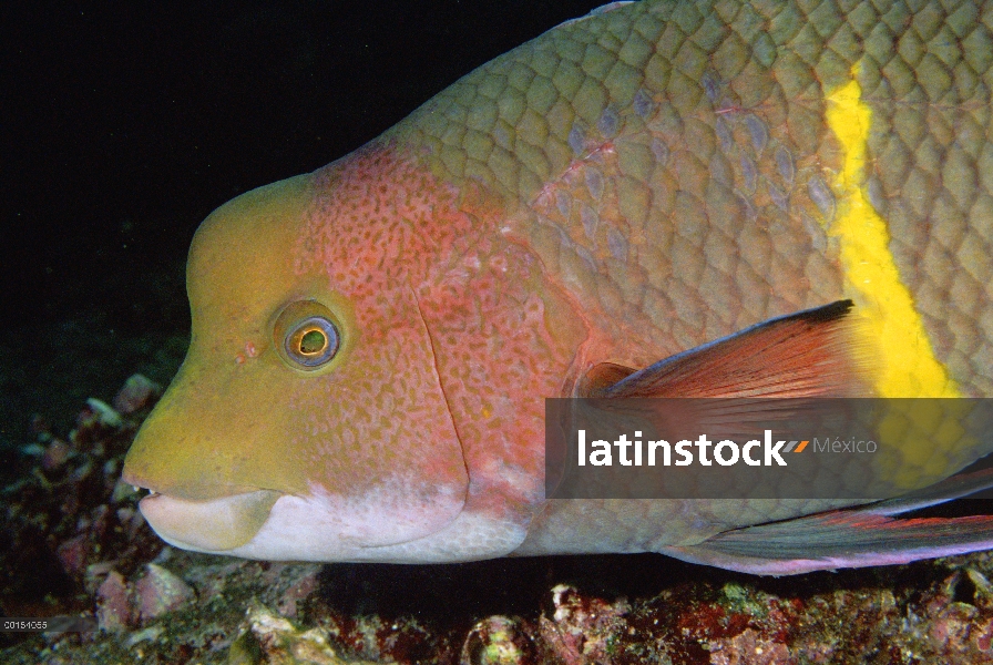 Hogfish Streamer (Bodianus diplotaenia) un hombre supermachos o terminal, primer plano, las Islas Ga