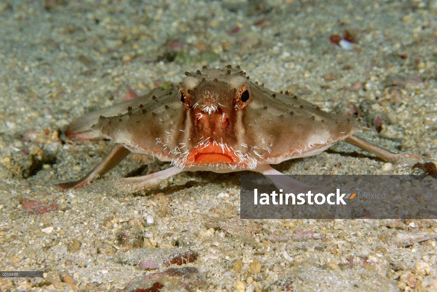 Retrato de Batfish (Ogcocephalus darwini) rojo de labios, en el fondo del océano, la isla del coco, 