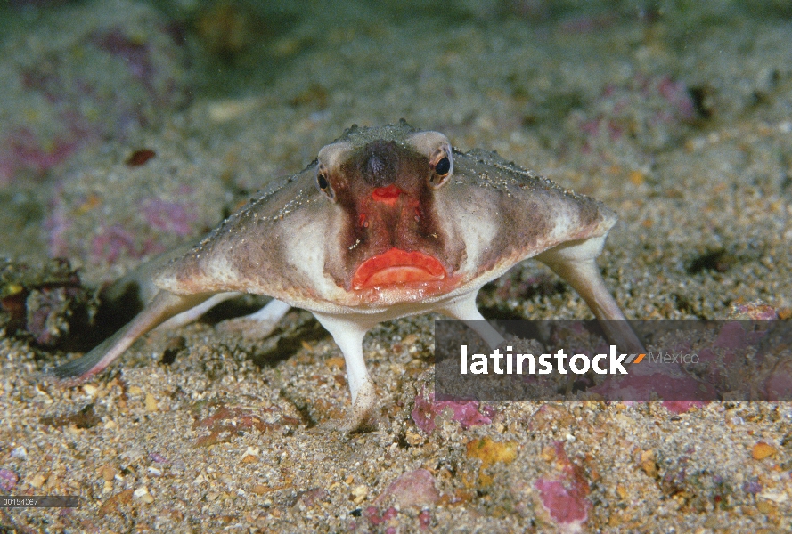 Rojo de labios Batfish (Ogcocephalus darwini) retrato, Islas Galápagos, Ecuador