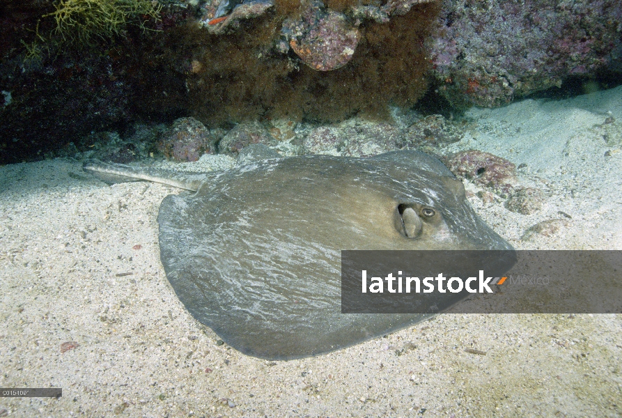 Diamante de pastinaca (Dasyatis brevis) mentira en el fondo del océano piso, Islas Galápagos, Ecuado