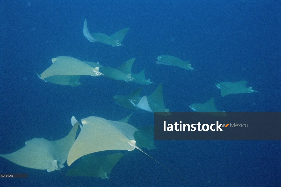 Oro Cownose Ray (Rhinoptera steindachneri) grupo, Galápagos, Ecuador