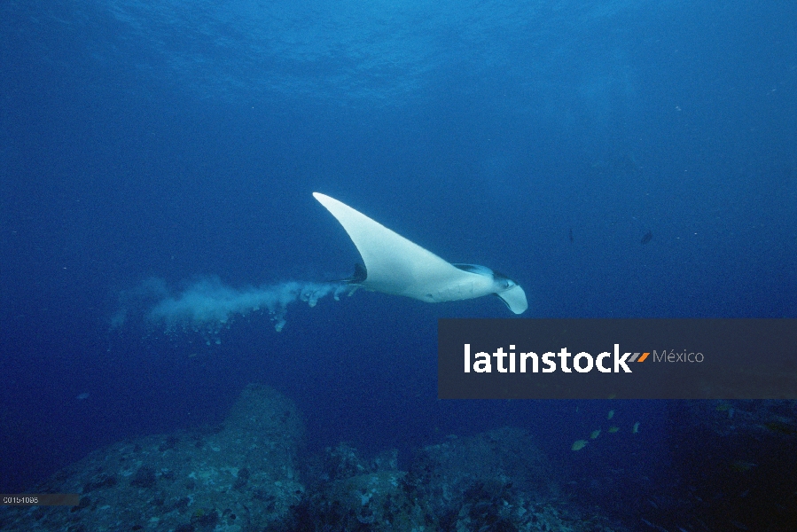 Manta raya (Manta birostris) defecar mar de Andamán, Tailandia