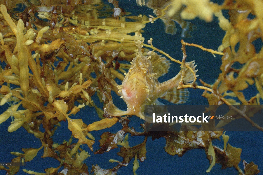 Camuflados entre algas Sargassum, estrecho de Lembeh, Indonesia el pejesapo Sargassum (Histrio histr