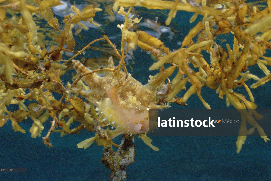 Camuflados entre algas Sargassum, estrecho de Lembeh, Indonesia el pejesapo Sargassum (Histrio histr