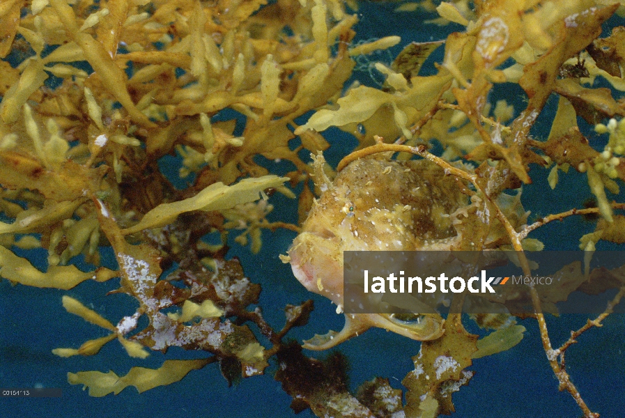 Camuflados entre algas Sargassum, estrecho de Lembeh, Indonesia el pejesapo Sargassum (Histrio histr