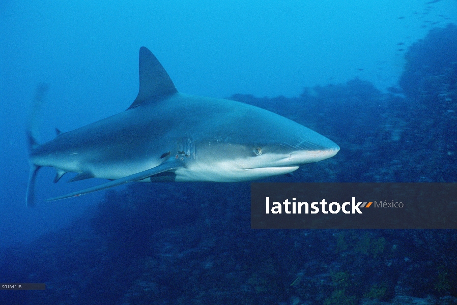 Retrato subacuático de tiburón de Galápagos (Carcharhinus galapagensis), Galapagos Islands, Ecuador