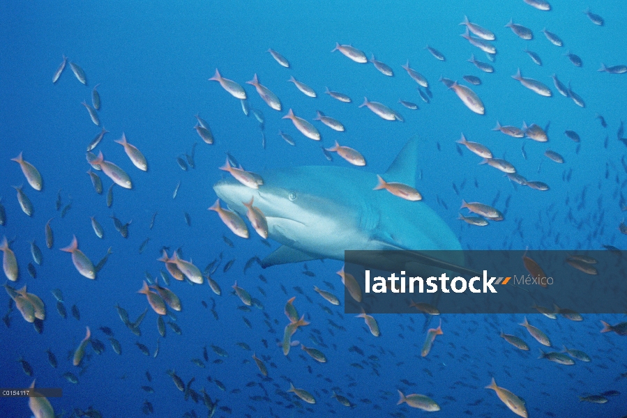 Tiburón de Galápagos (Carcharhinus galapagensis) nadando en una escuela de pequeños peces, Galápagos