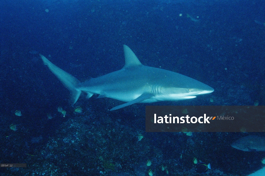 Tiburón de Galápagos (Carcharhinus galapagensis) natación, Islas Galápagos, Ecuador