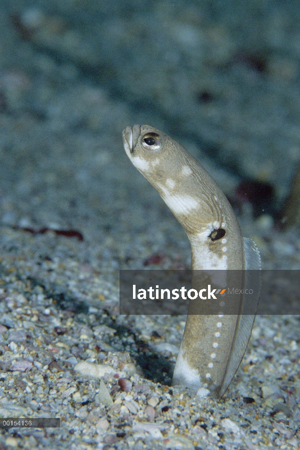 Anguila de jardín de Galápagos (Taenioconger klausewitzi) que sale de fondo del océano subterráneo m