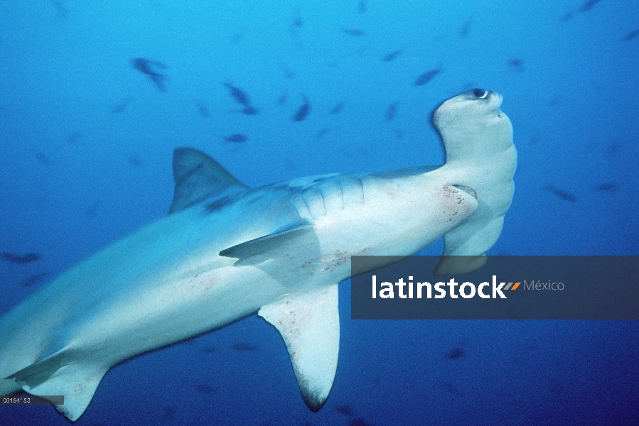 Festoneado tiburón martillo (Sphyrna lewini) nadando entre peces de arrecife, Isla del coco, Costa R