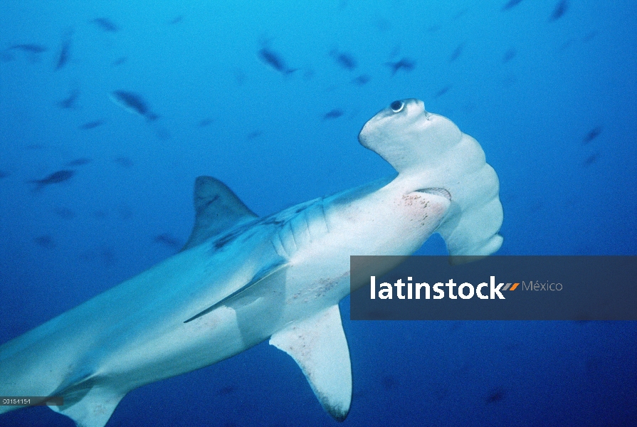 Festoneado tiburón martillo (Sphyrna lewini) nadando entre peces de arrecife, Isla del coco, Costa R