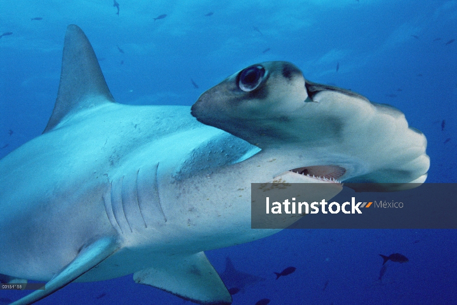 Festoneado tiburón martillo (Sphyrna lewini) primer plano retrato las Islas Galápagos, Ecuador, Ecua